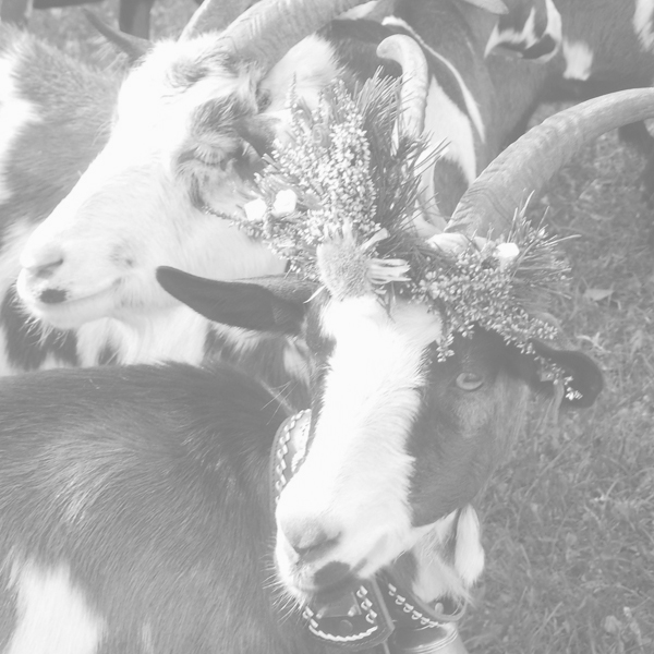 Tourismusverband Silberregion Karwendel, Schwaz, Österreich, Imagemotiv Alm Abtrieb